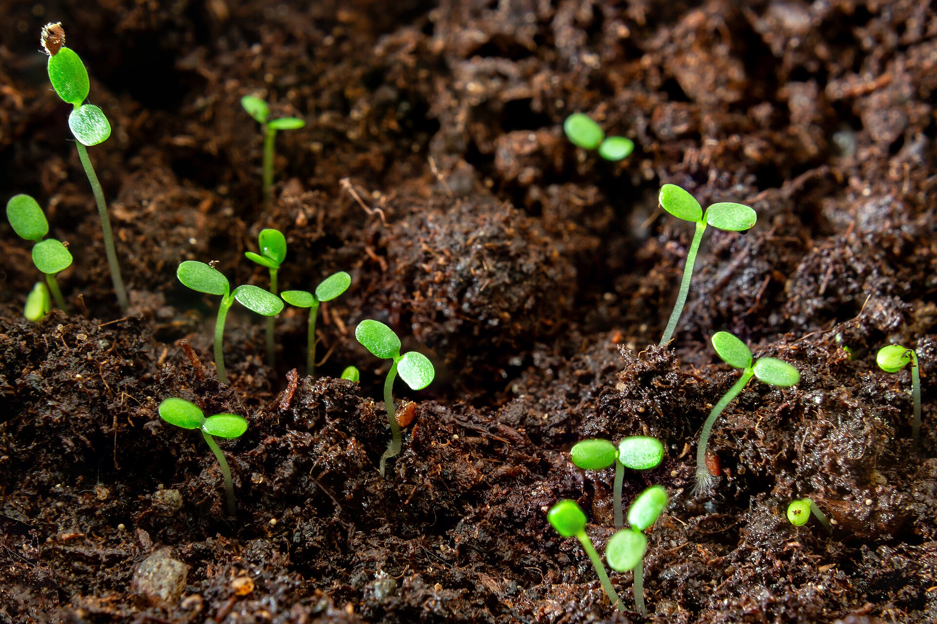 Cotyledon