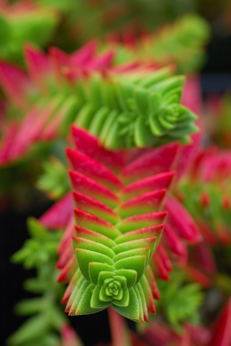 Crassula (Crassula)