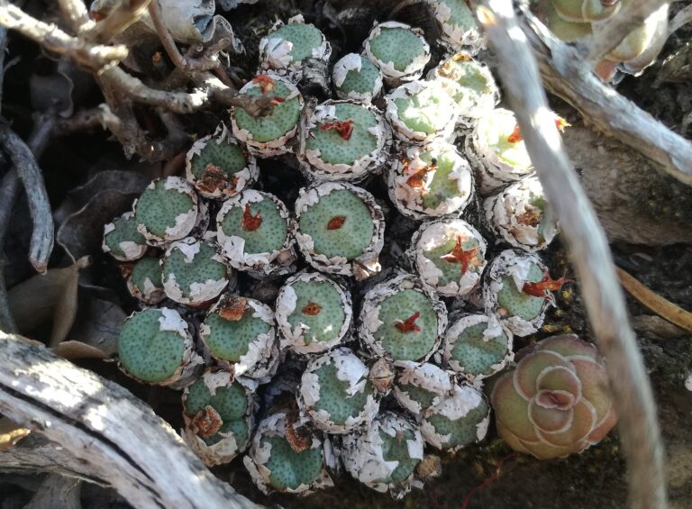 Conophytum