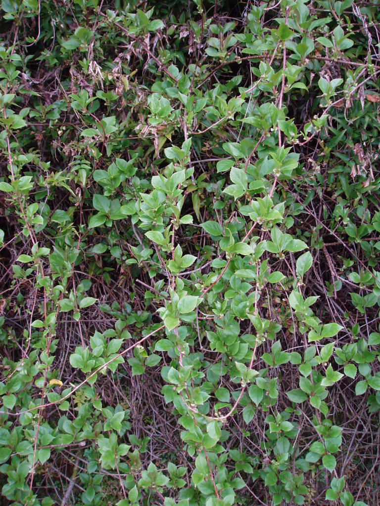 Klanopraška oranžová (Schisandra sphenanthera)
