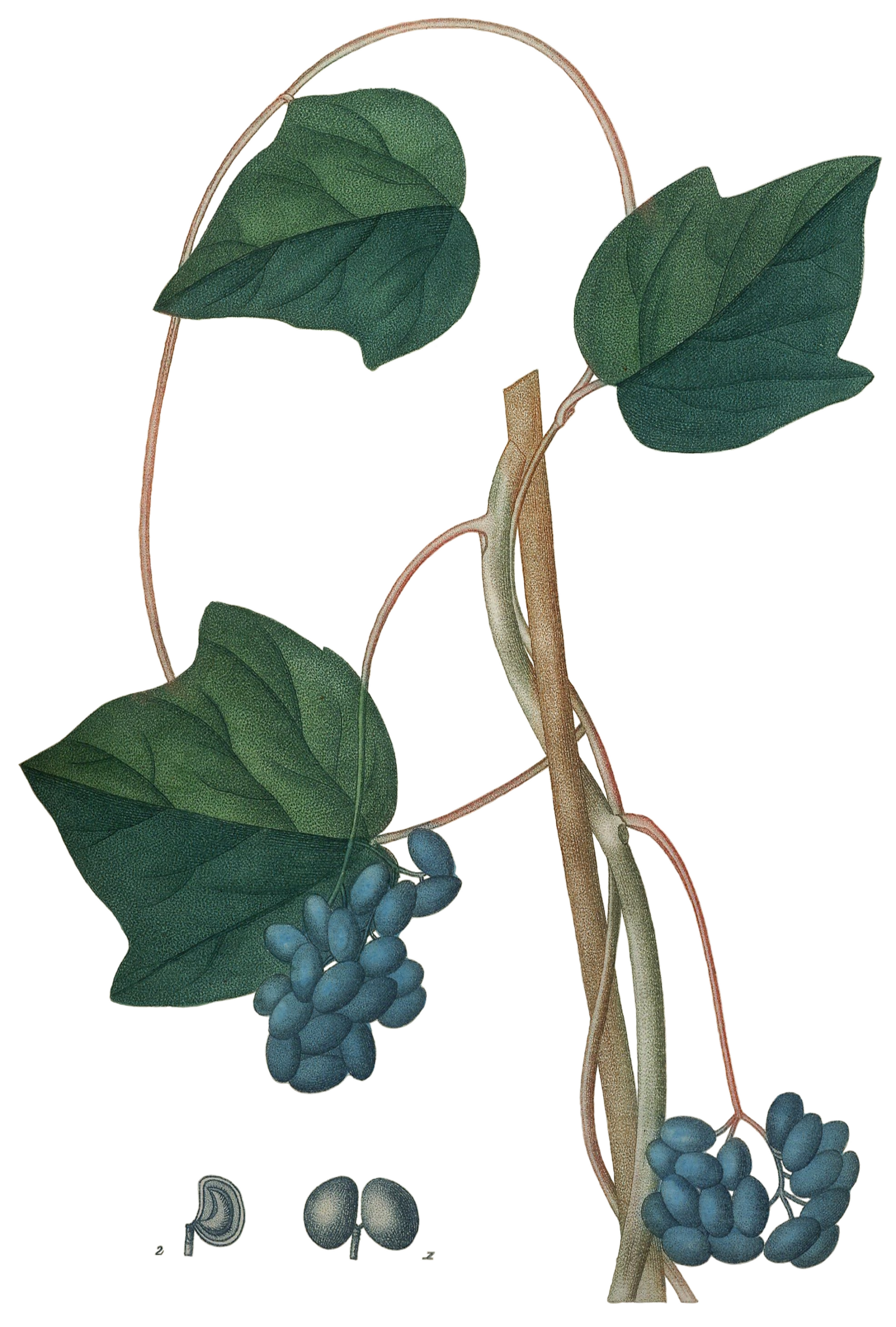 Lunoplod kanadský