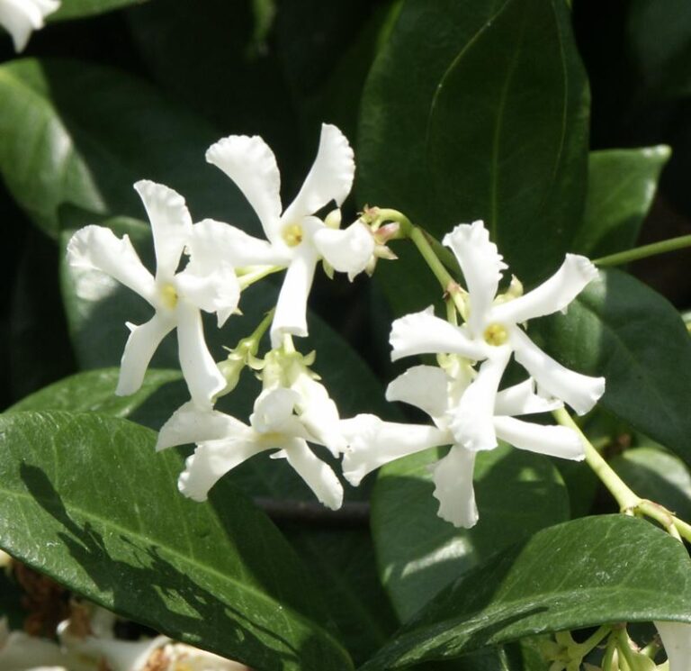 Trachelospermum jasminoides (Trachelospermum jasminoides)