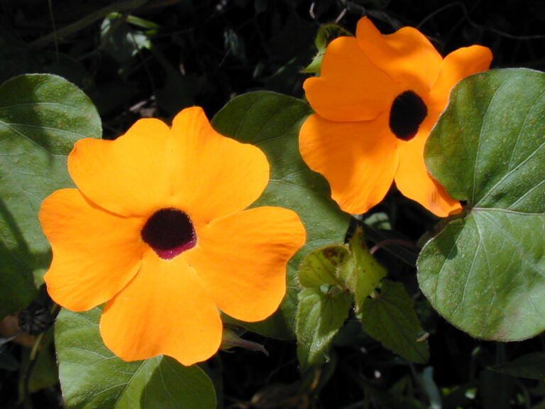 Thunbergie křídlatá (Thunbergia alata)