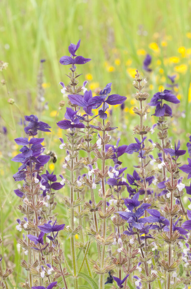 Šalvěj zahradní Šalvěj zahradní (Salvia viridis)