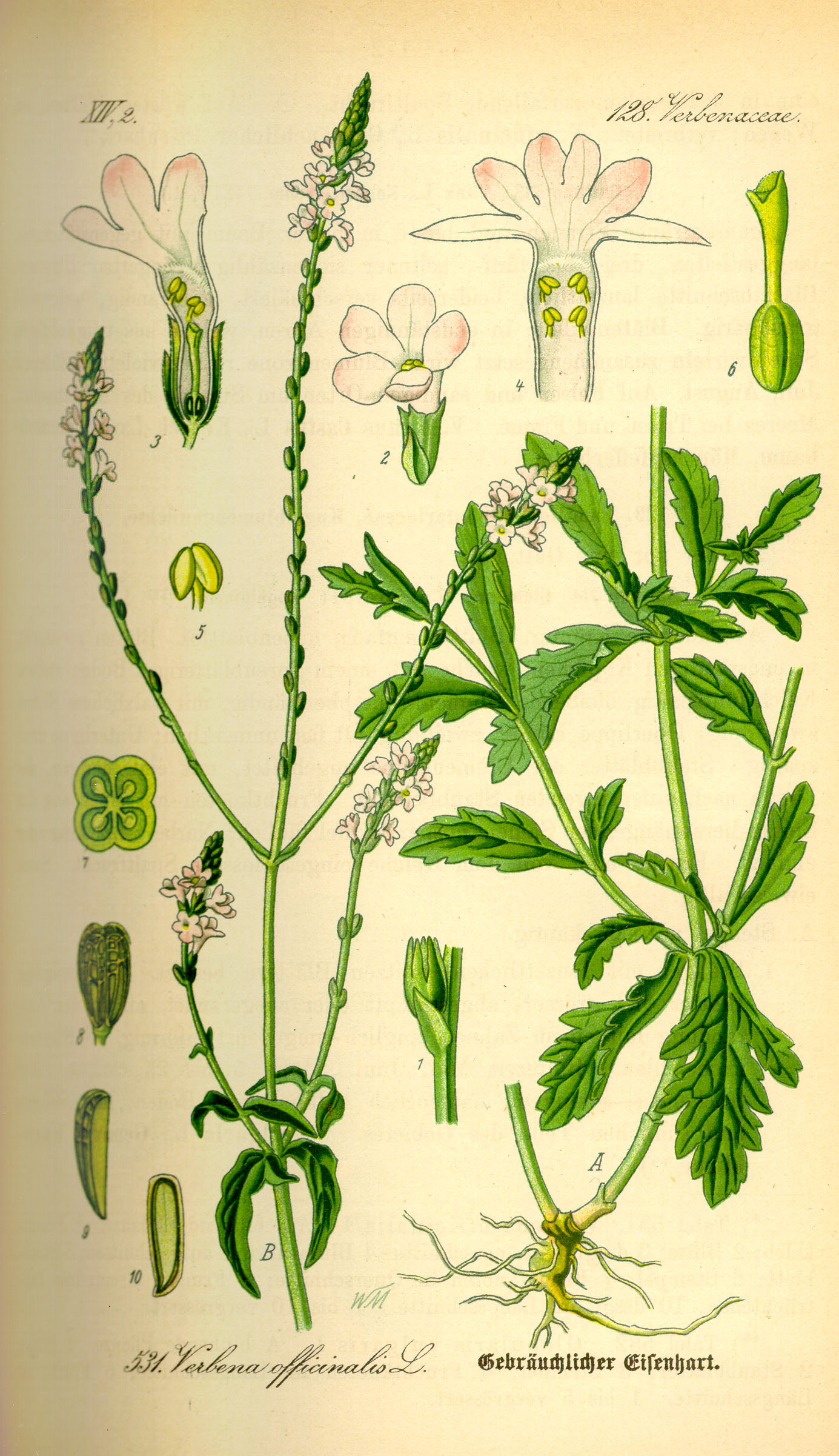 Sporýš (Verbena)