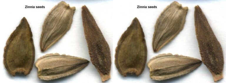 Ostálka (Zinnia)