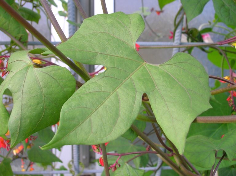 Kvamoklit (Quamoclit lobata)