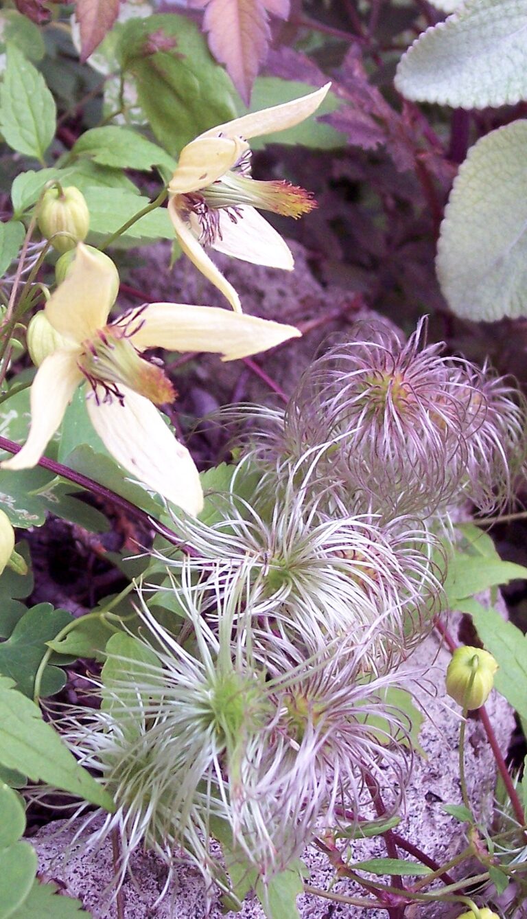 Plamének východní (Clematis orientalis)