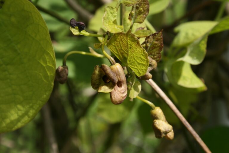 Podražec velkolistý (Aristolochia macrophylla)