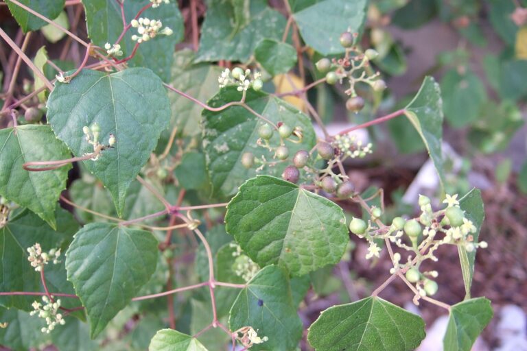 Loubinec krátkostopečný (Ampelopsis brevipedunculata)