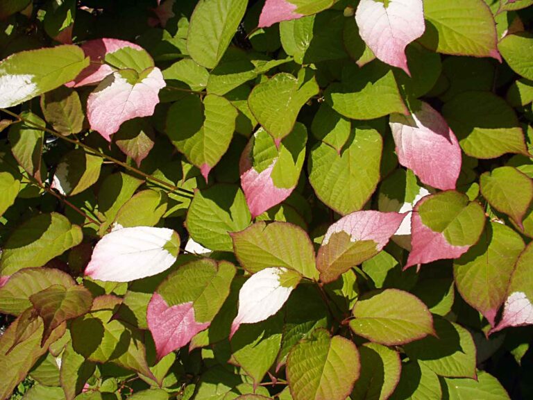Aktinidie kolomikta (Actinidia kolomikta)