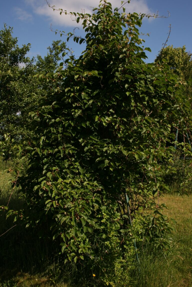 Aktinidie význačná