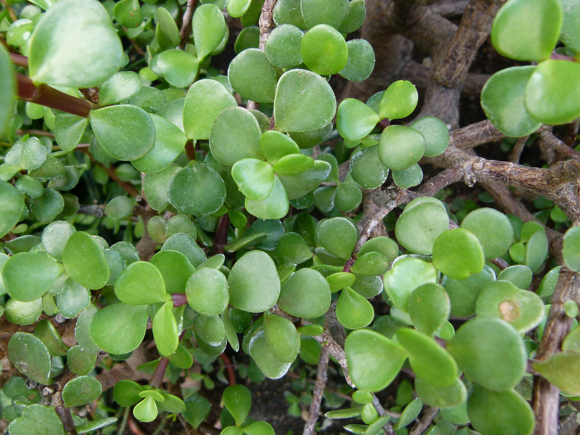 Portulacaria