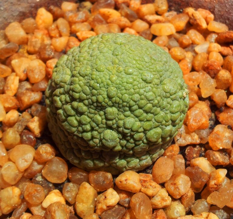 Pseudolithos (Pseudolithos)