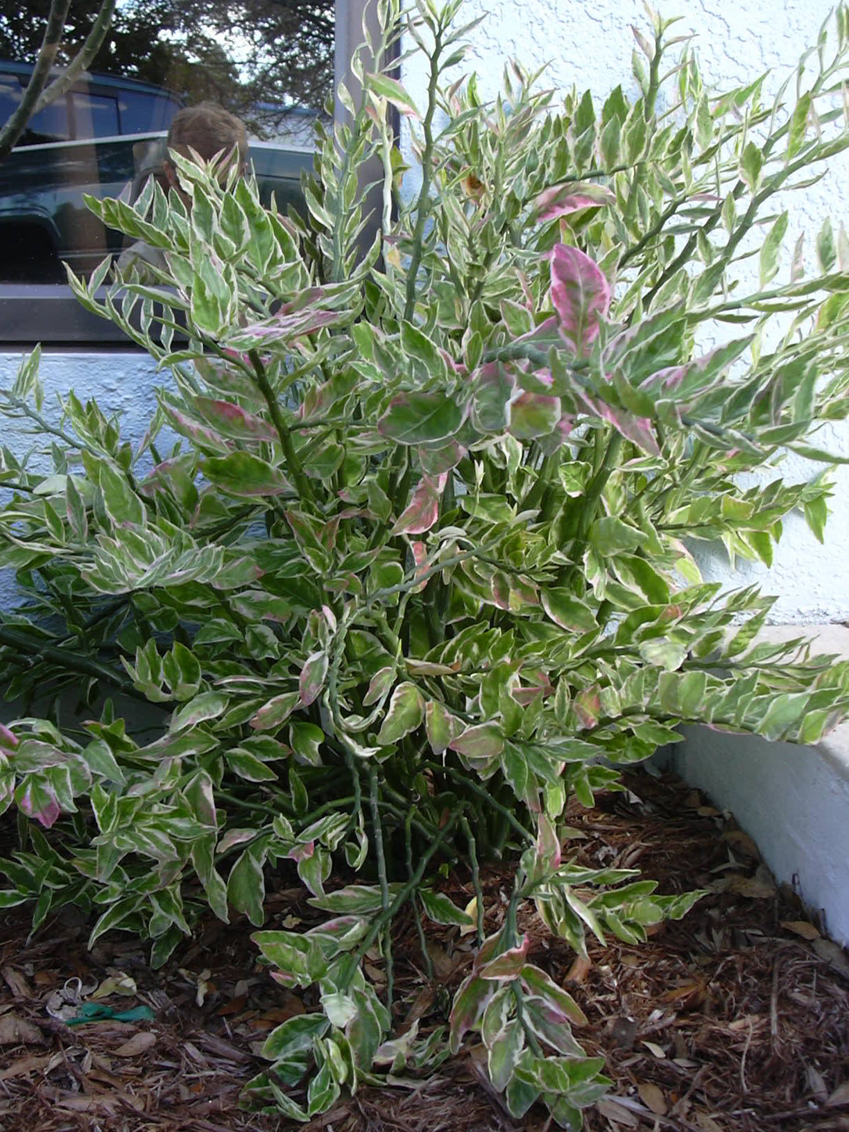 Pedilanthus