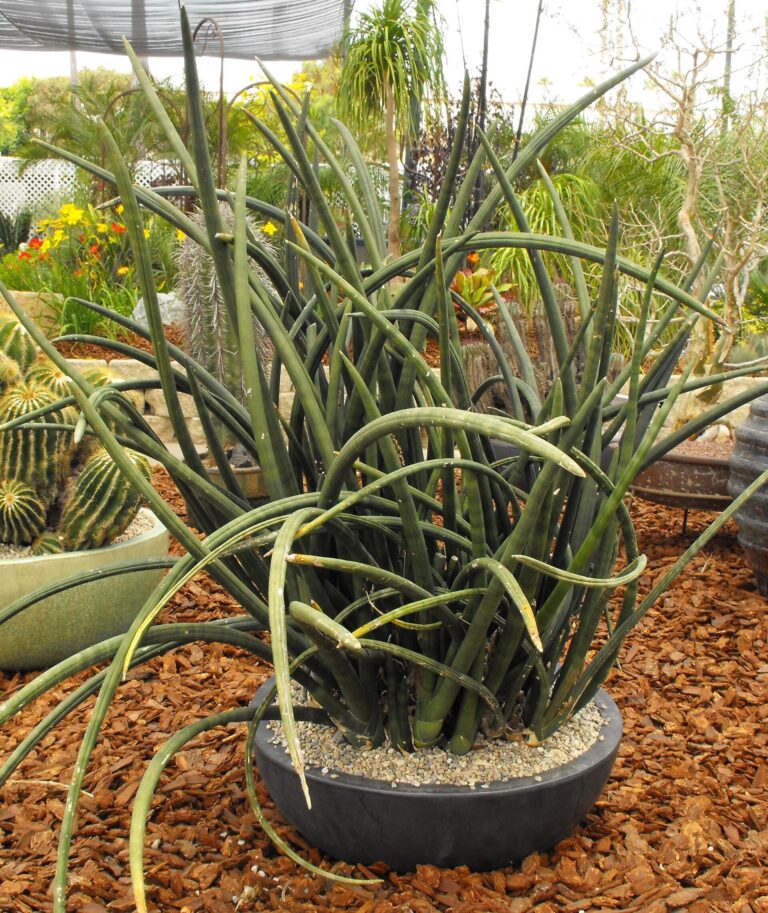 Sansevieria Sansevieria (Sansevieria)