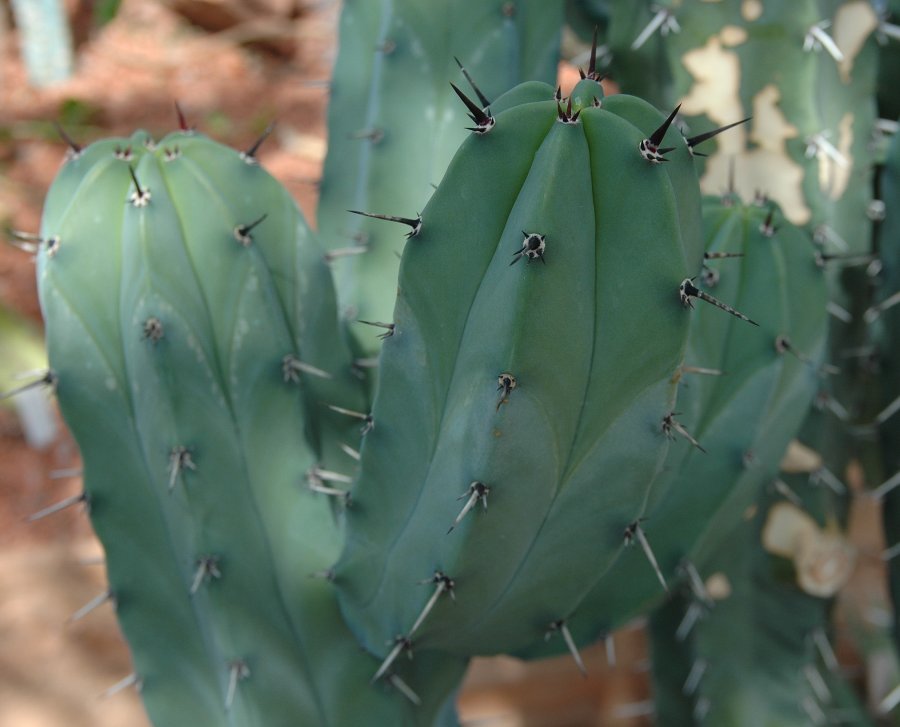 Myrtillocactus