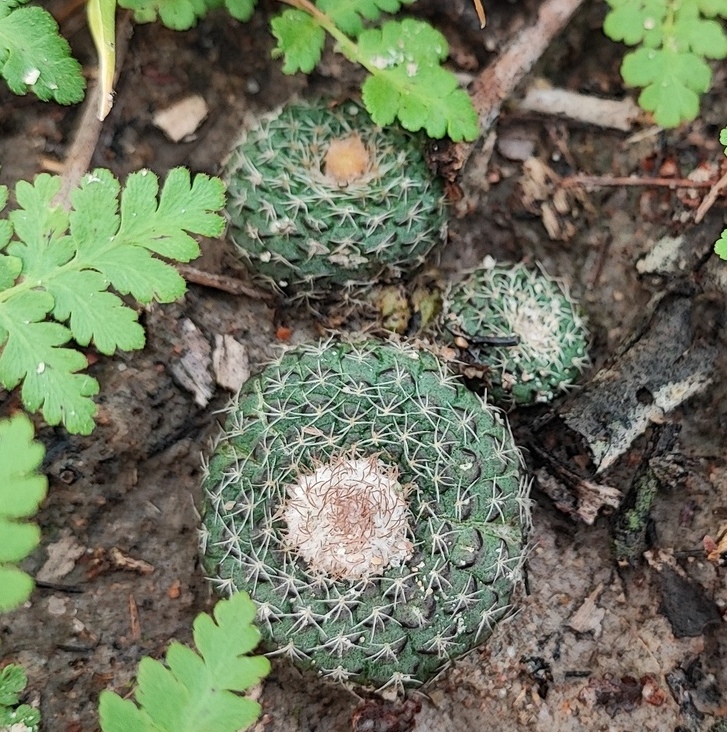 Frailea