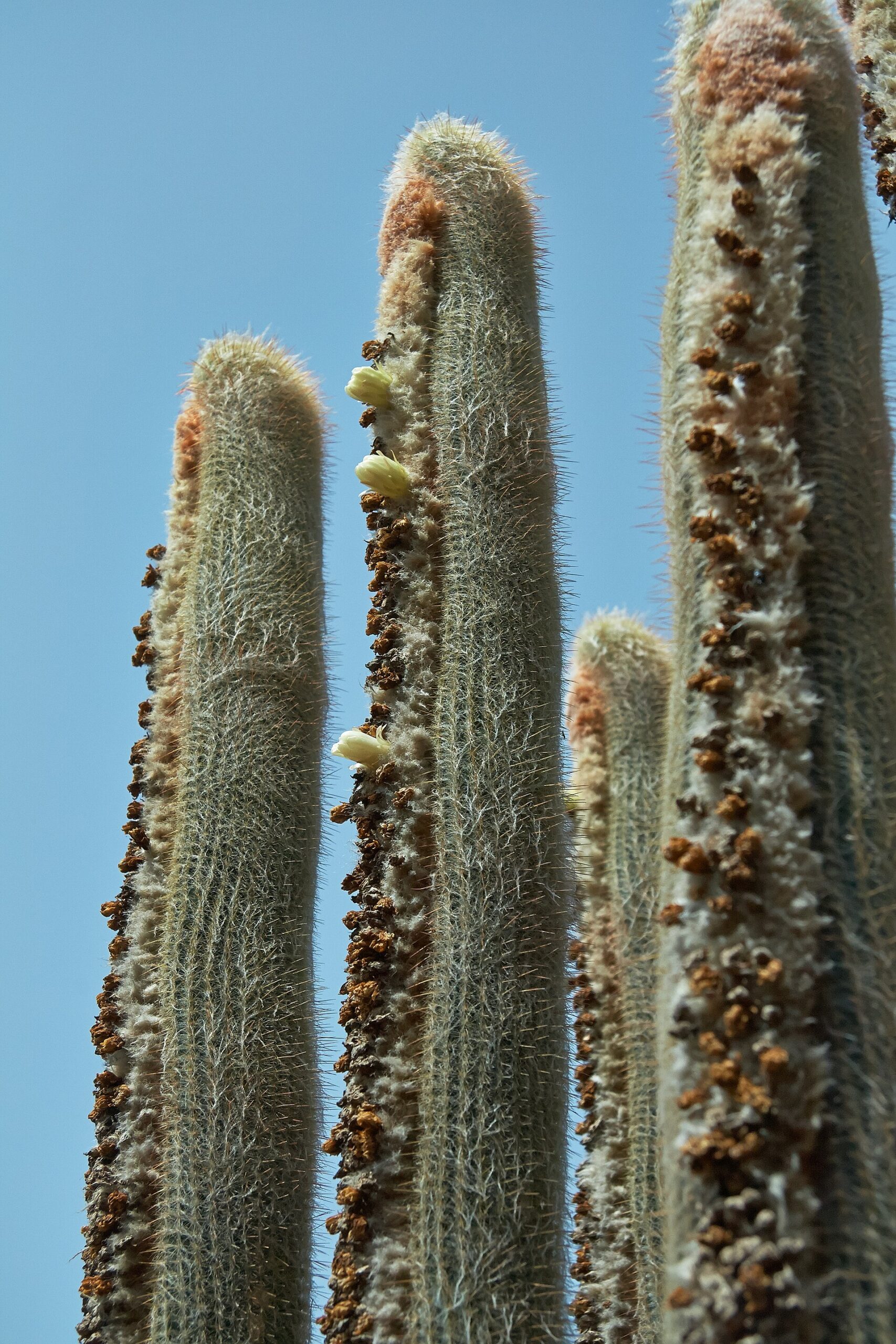 Espostoa