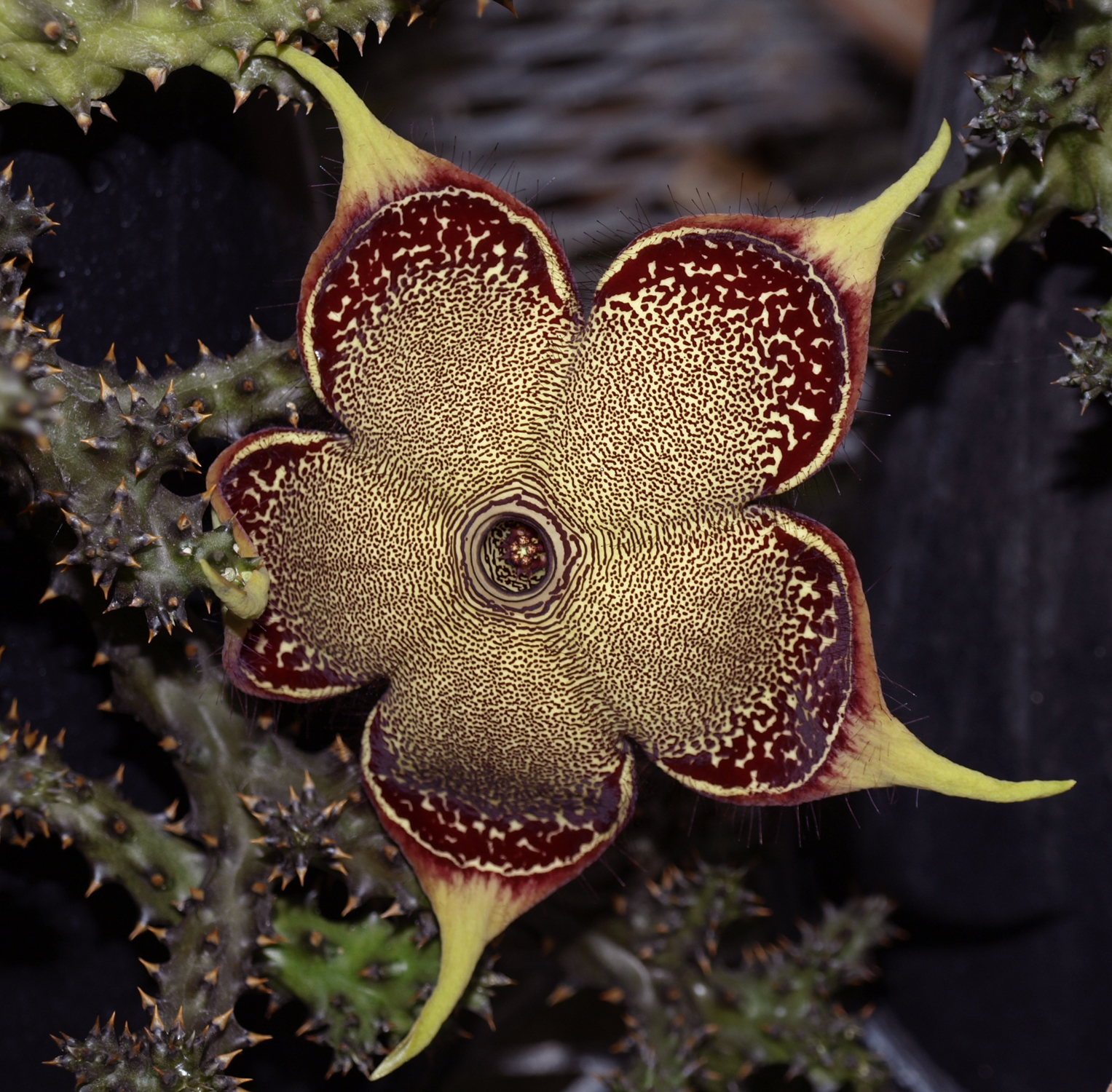 Edithcolea
