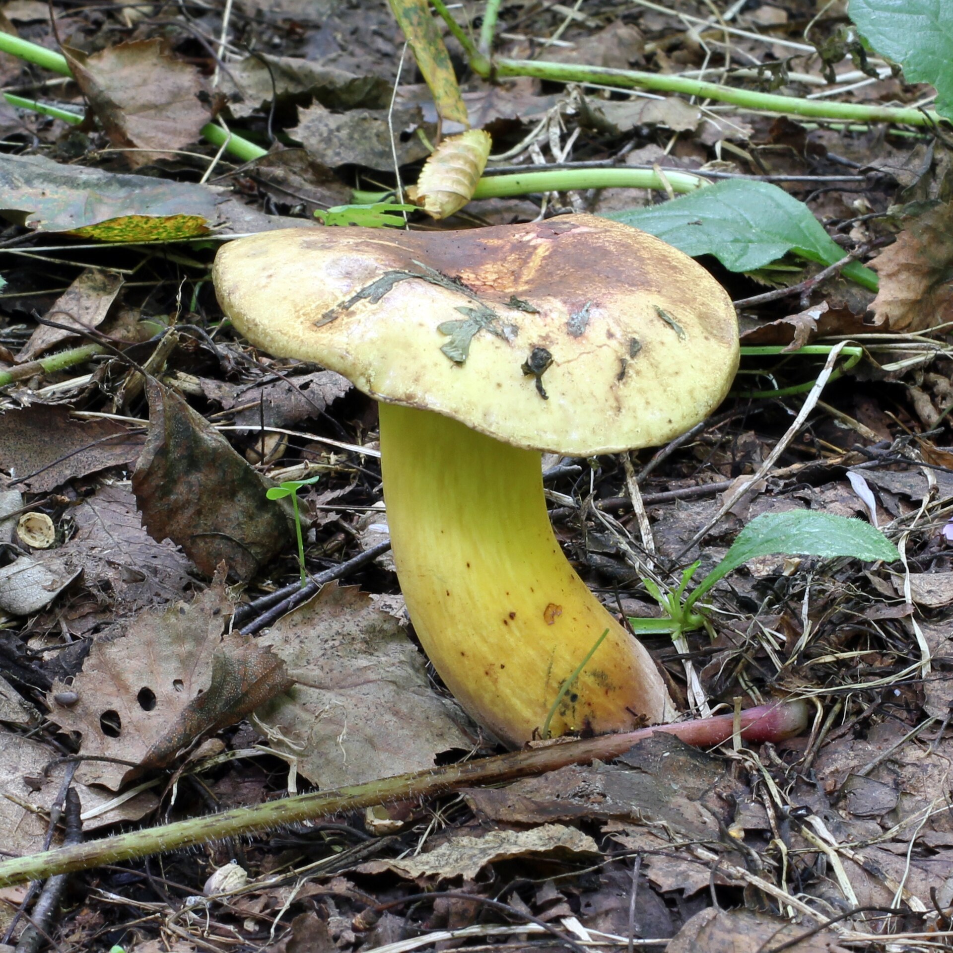 Hřib modračka