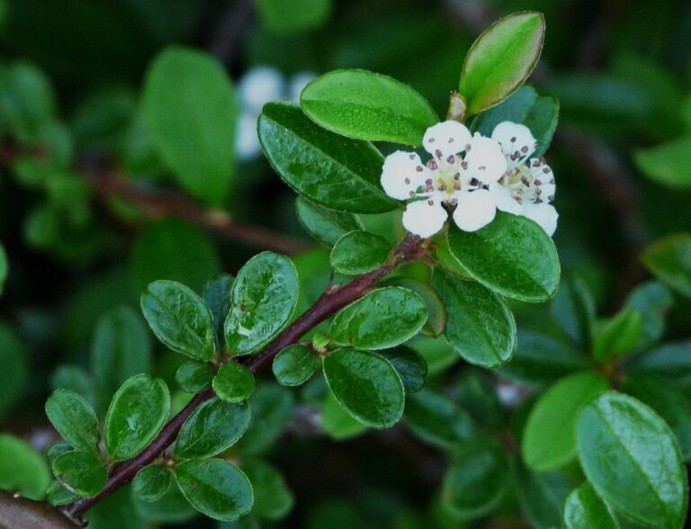 Skalník dammerův (Cotoneaster dammeri)