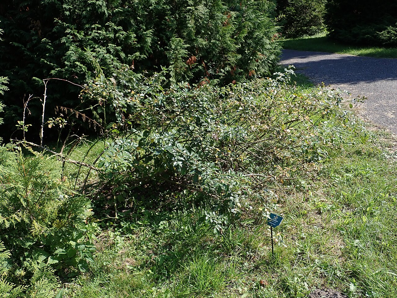 Růže kultivar ´leverkusen´