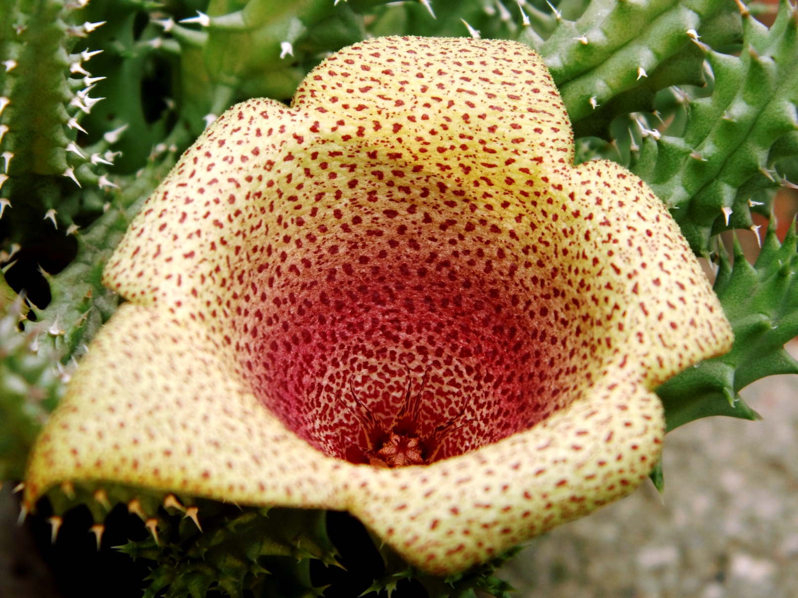Tavaresia