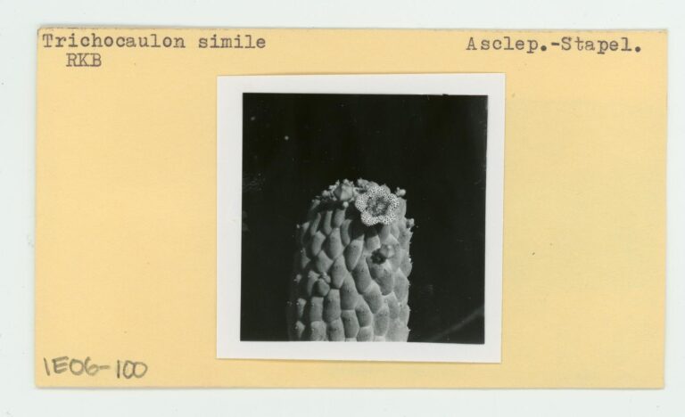 Trichocaulon (Trichocaulon simile)