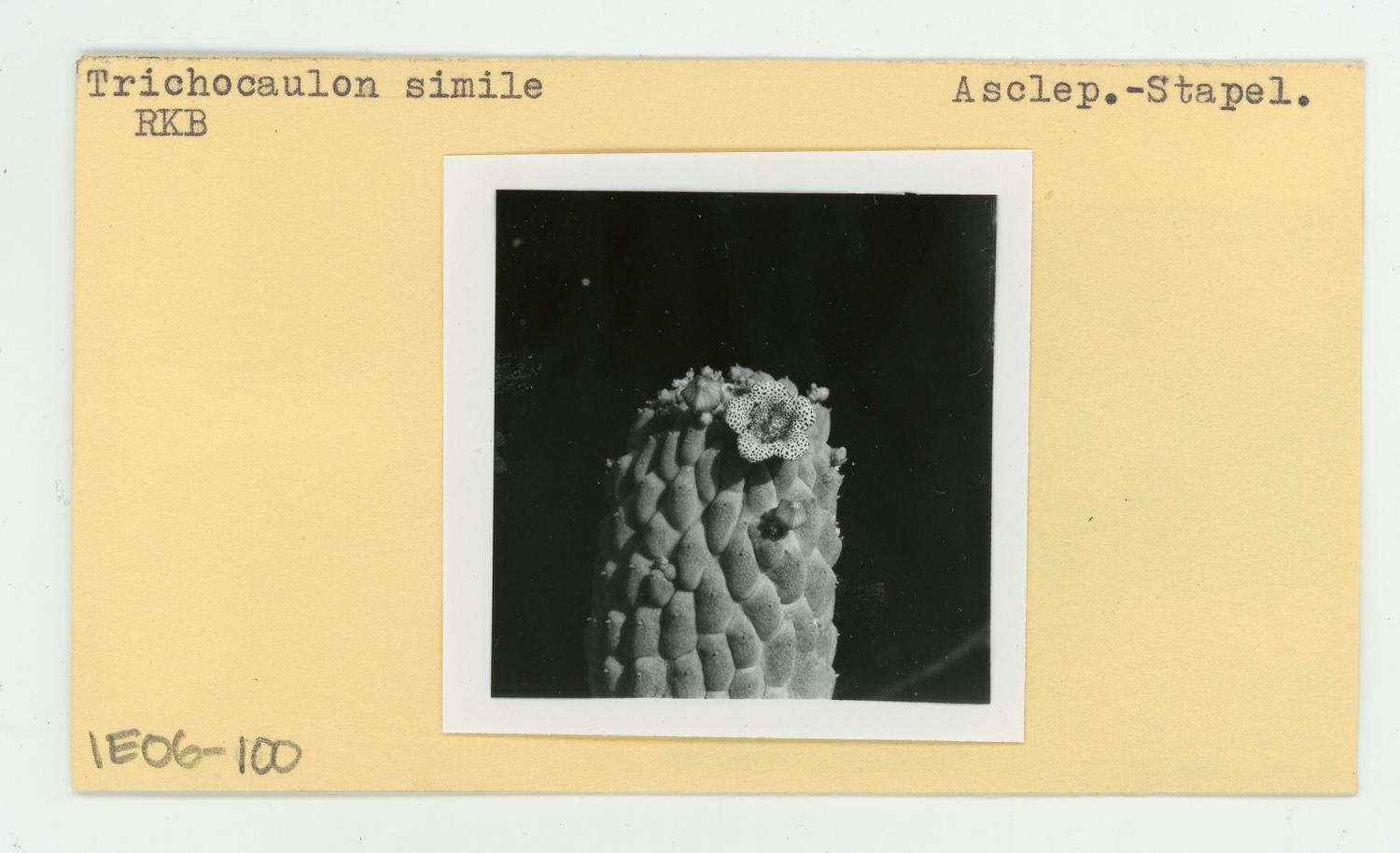 Trichocaulon