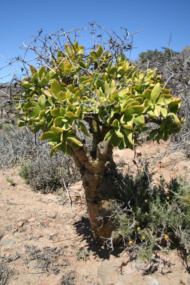 Tylecodon (Tylecodon)