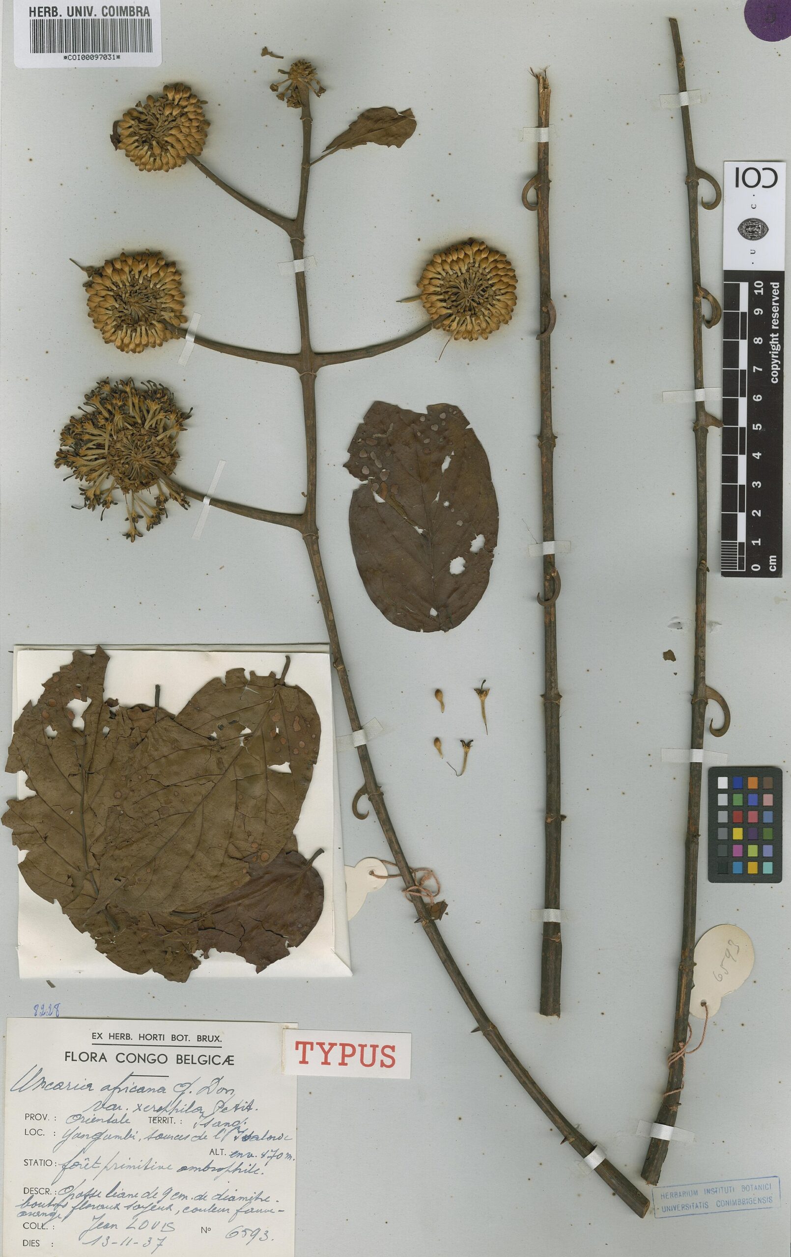 Uncaria