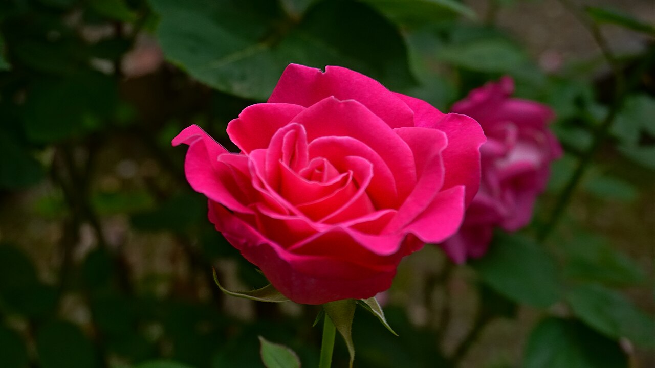 Růže kultivar ´pink peace´