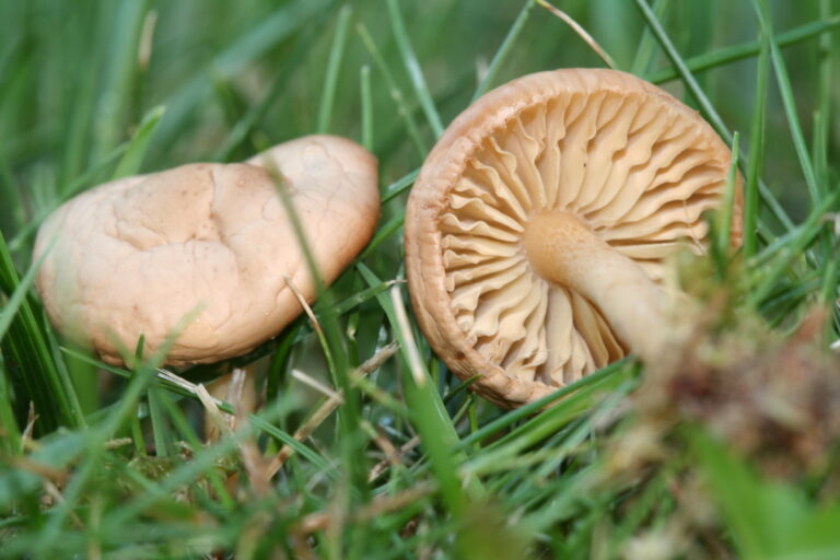 Špička obecná Špička obecná (Marasmius oreades)