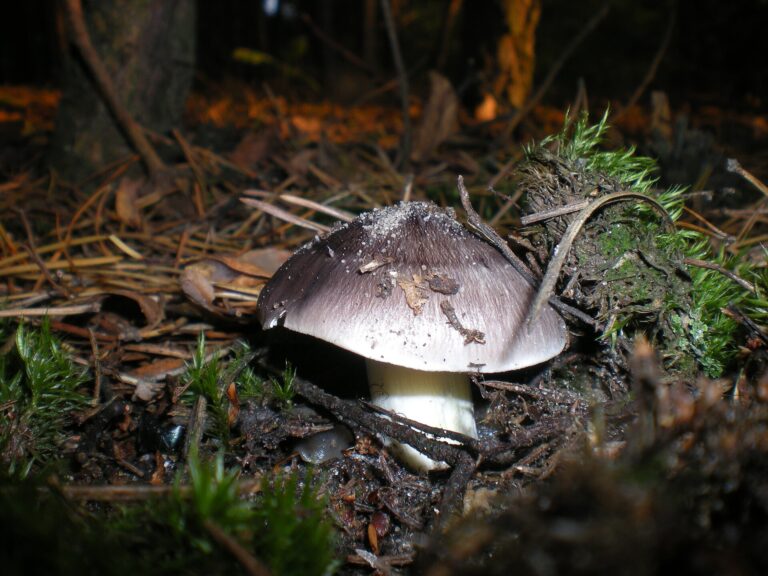 Čirůvka havelka (Tricholoma portentosum)