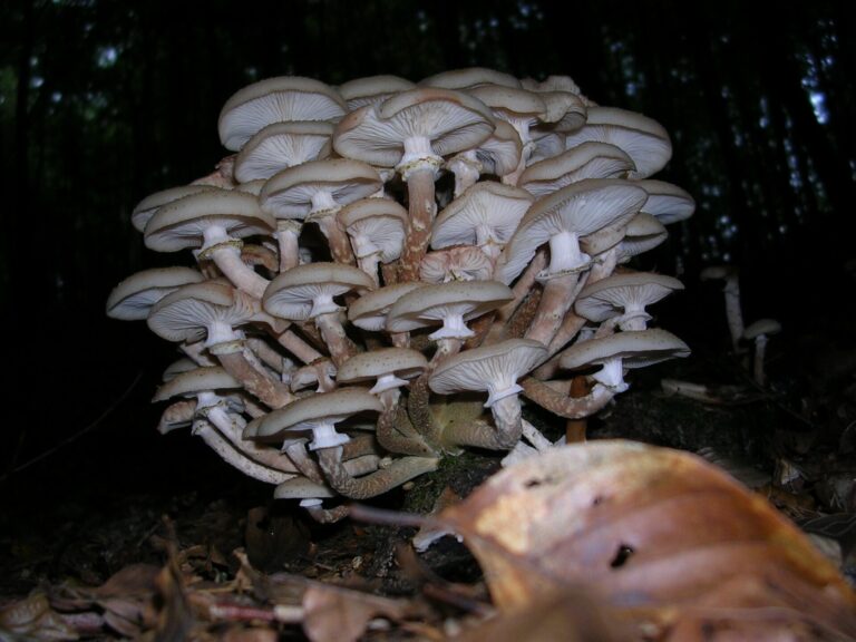 Václavka obecná Václavka obecná (Armillaria mellea)