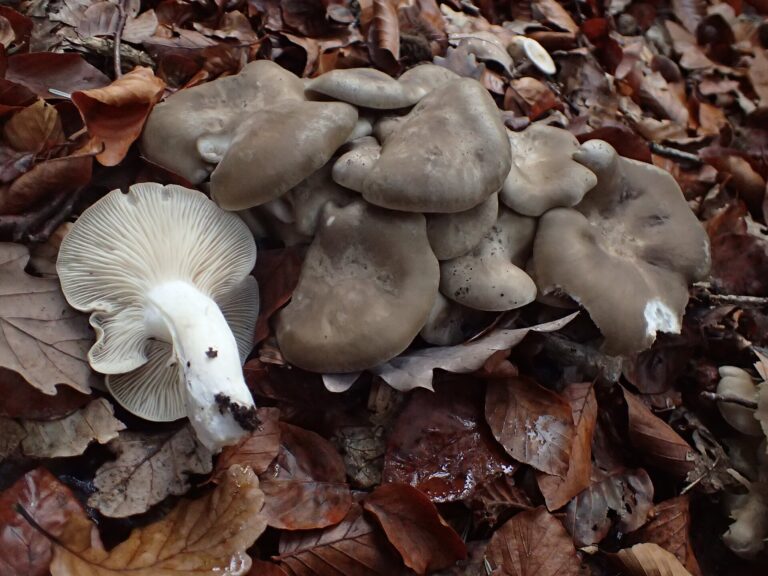 Líha nahloučená (Lyophyllum decastes)