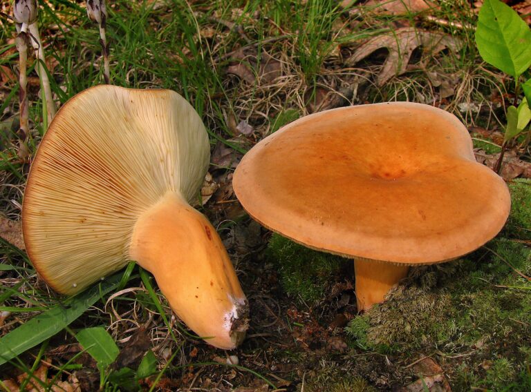 Ryzec syrovinka (Lactifluus volemus)