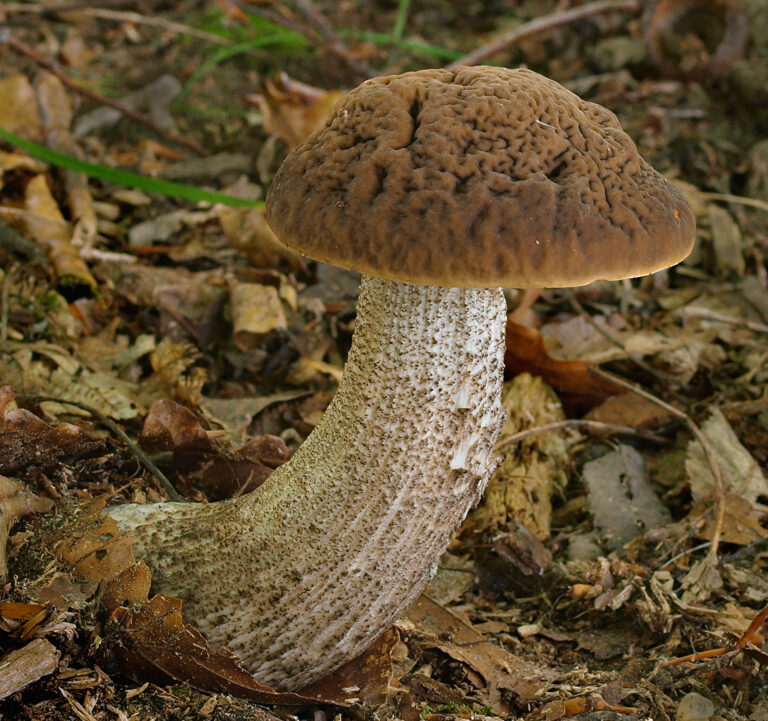 Kozák habrový (Leccinellum griseum)