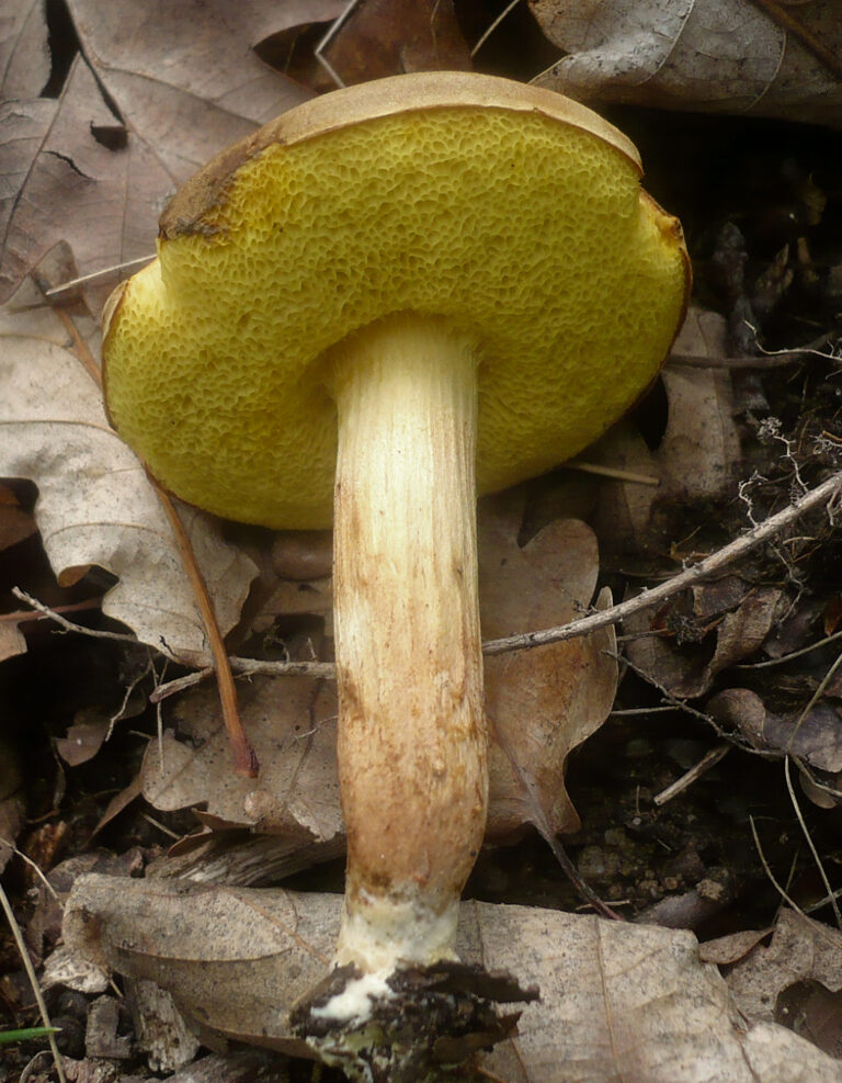 Hřib plstnatý (Xerocomus subtomentosus)