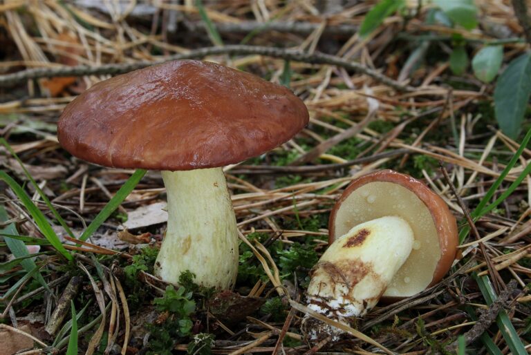 Klouzek zrnitý (Suillus granulatus)