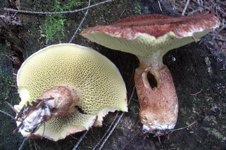 Hřib dutonohý (Suillus cavipes)