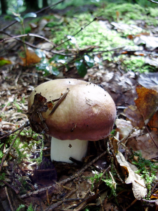 Holubinka odbarvená
