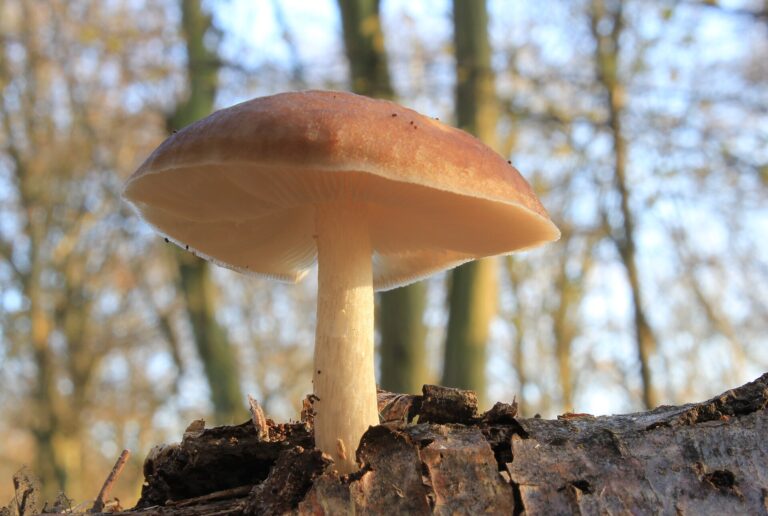 Štítovka jelení (Pluteus cervinus)