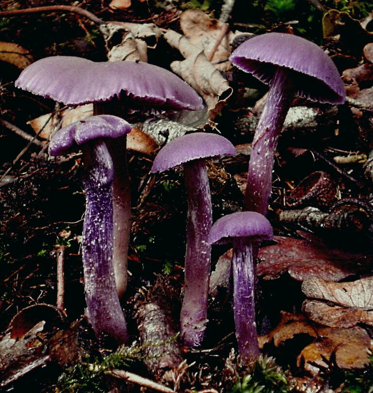 Lakovka ametystová (Laccaria amethystina)