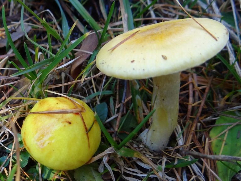 Šťavnatka modřínová (Hygrophorus lucorum)
