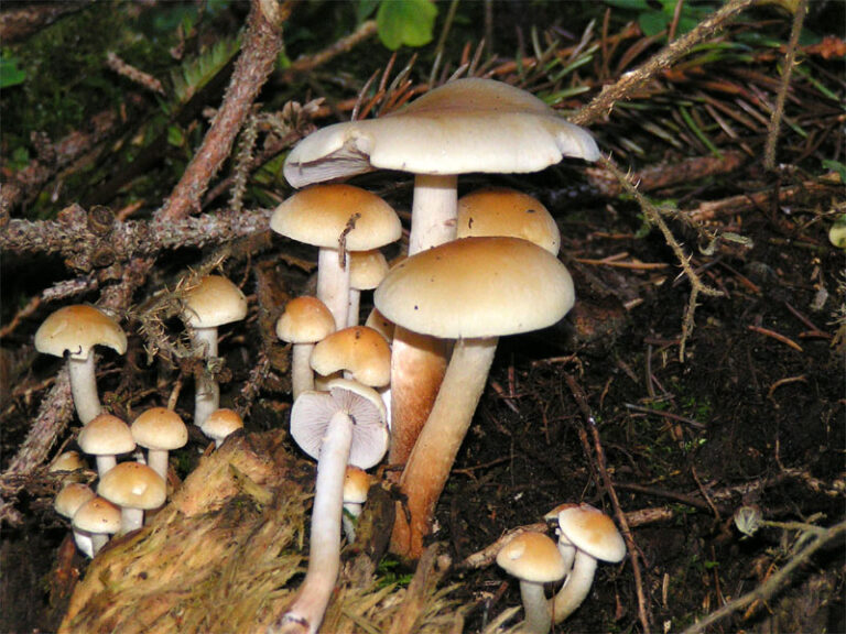 Třepenitka maková (Hypholoma capnoides)