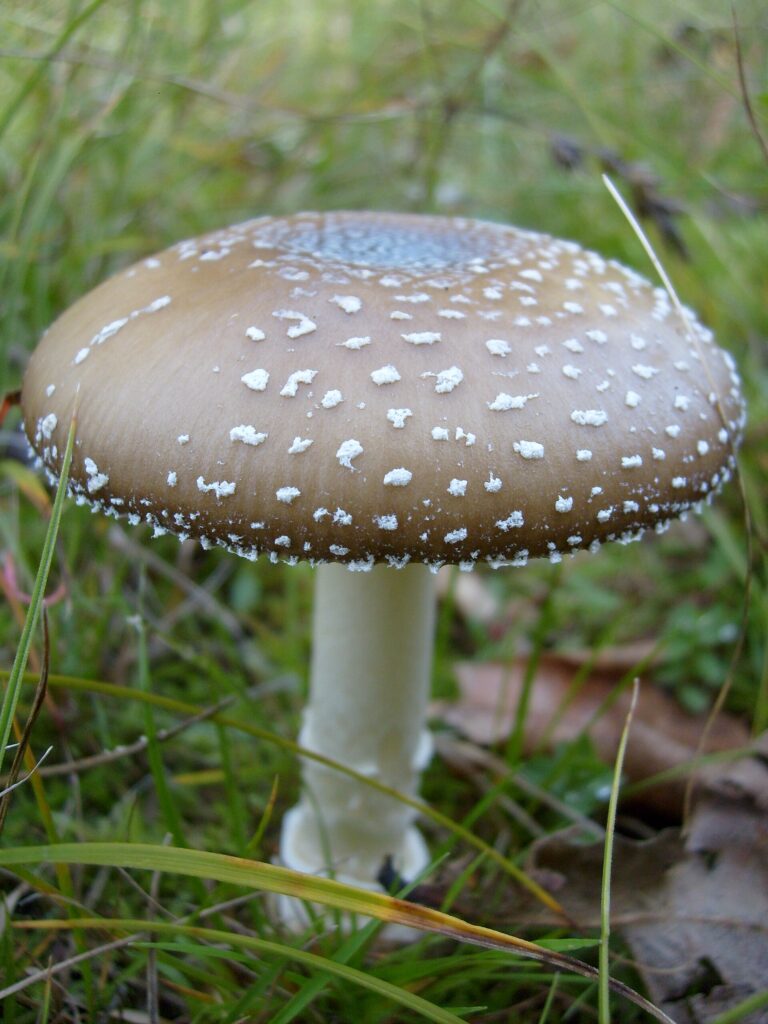 Muchomůrka panterová - tygrovaná (Amanita pantherina)
