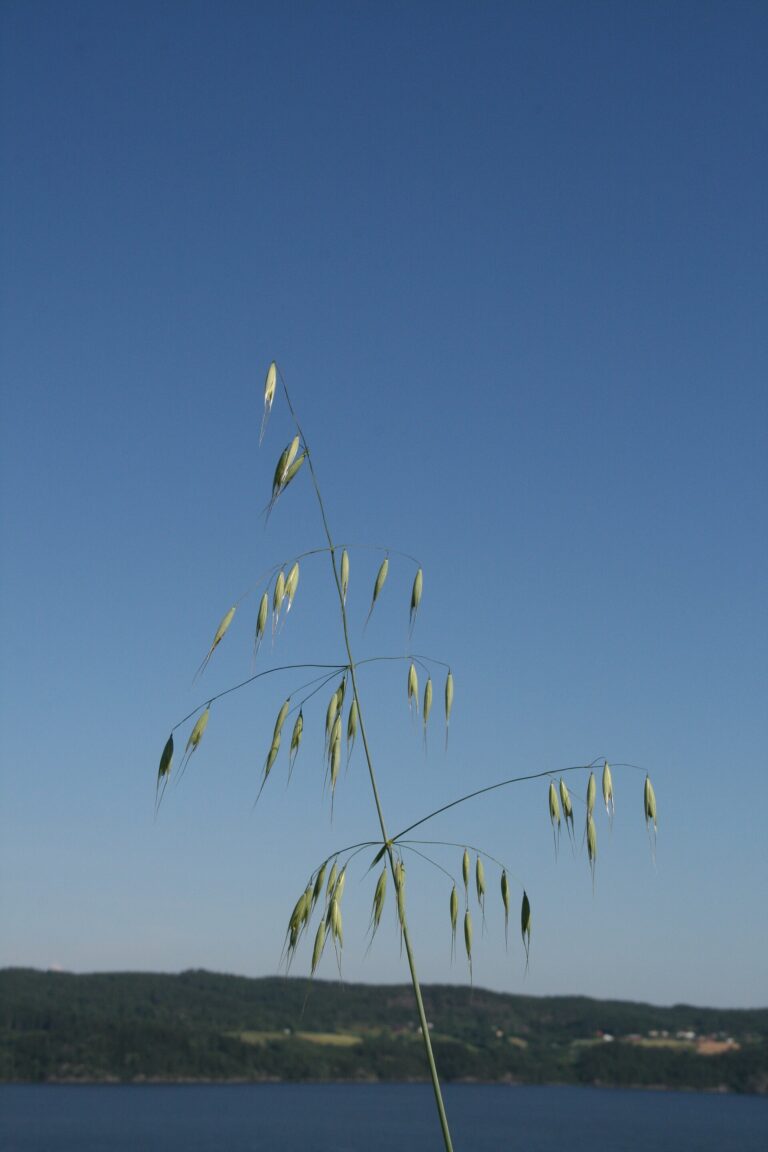 Oves hluchý (Avena fatua)