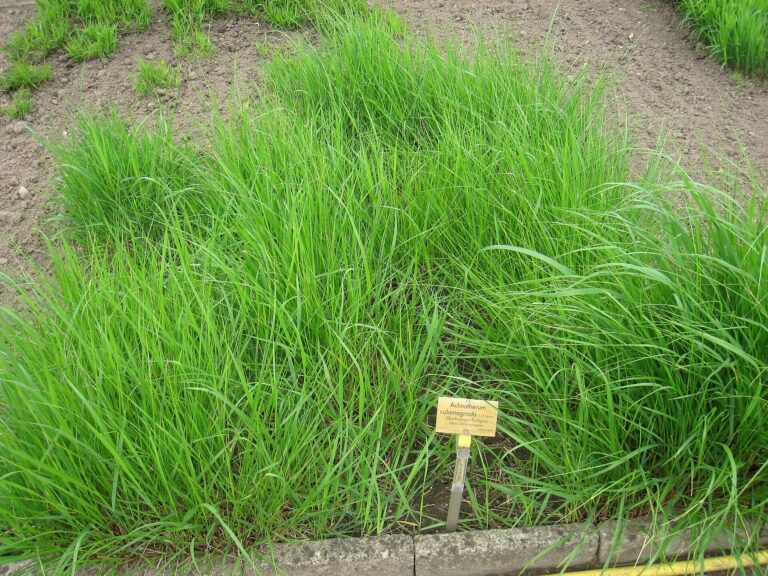 Osinatec třtinovitý (Achnatherum calamagrostis)